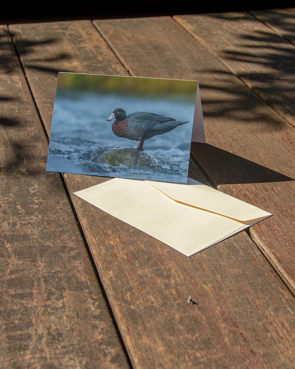 Blue Duck/Whio Wildlife Greeting Cards - New Zealand Bird Photography